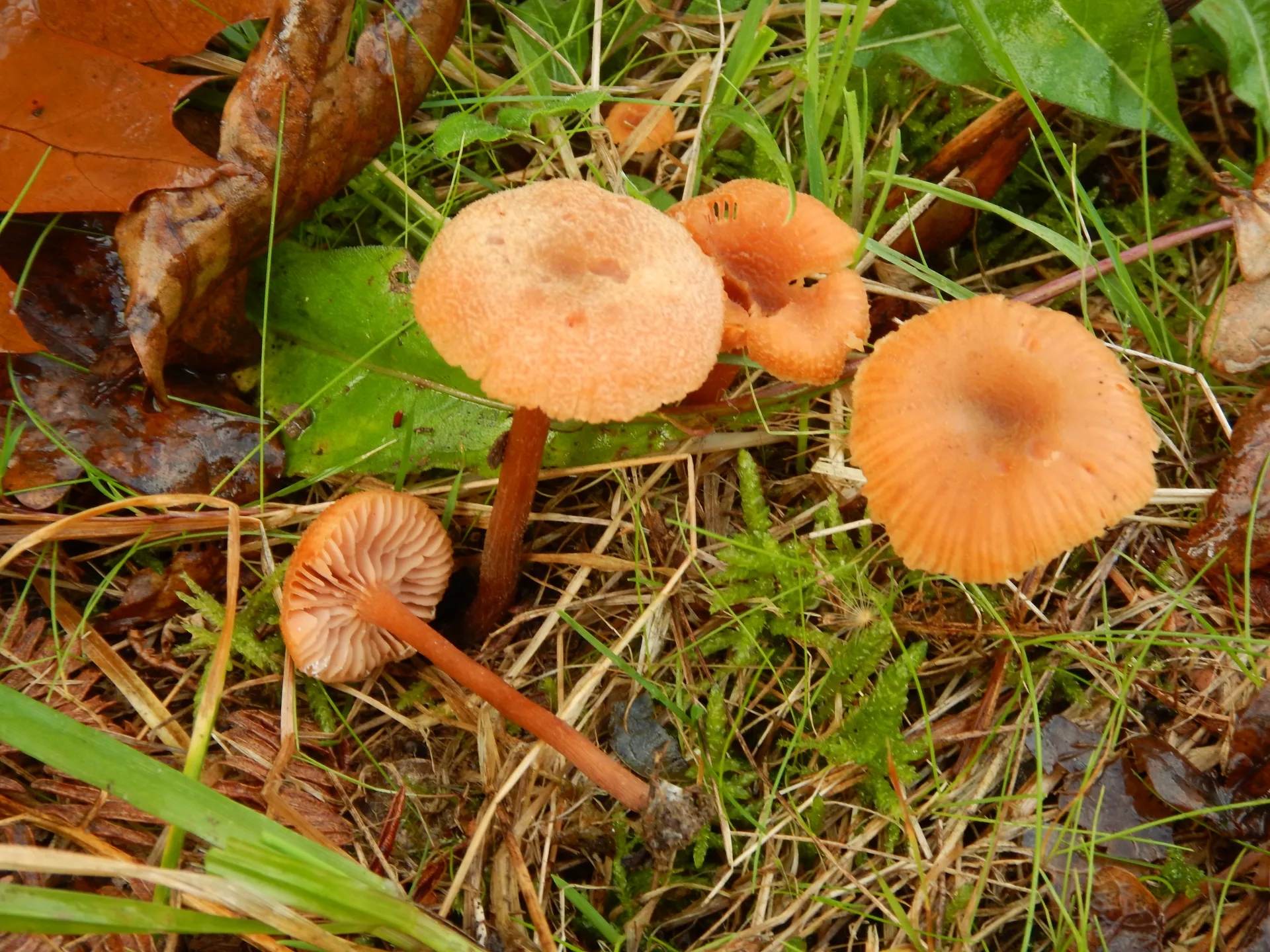 Laccaria macrocystidiata-18-11-21 (3)